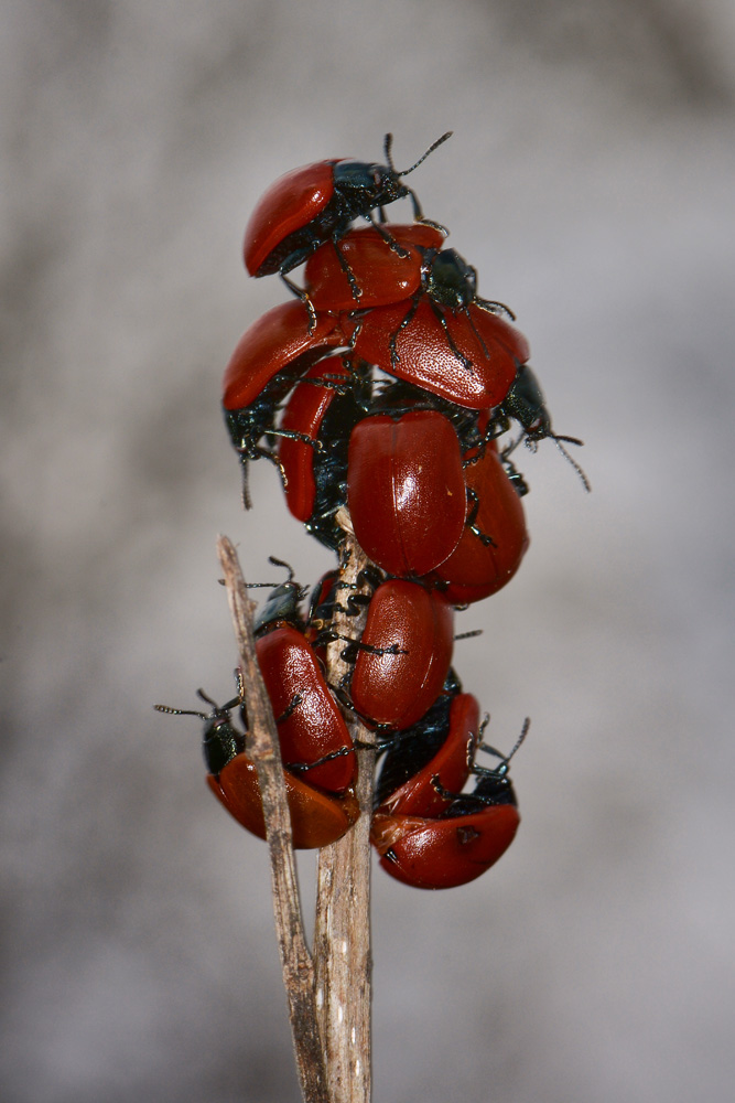 Chrysomelidae: Chrysomela populi